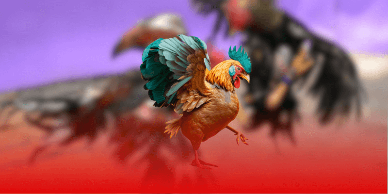 Tổng hợp những hình thức chọi kịch tính không nên bỏ qua