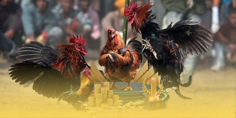 Những hình thức đá gà WS168 được nhiều người yêu thích