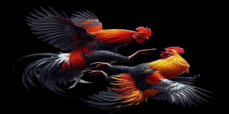 Những lưu ý khi tham gia đặt cược đá gà tại nhà cái